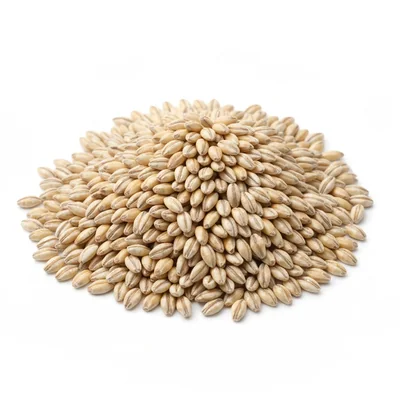 Barley