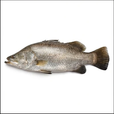 Barramundi