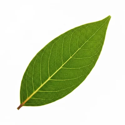 Bay Leaf