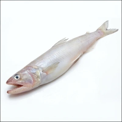 Bombay Duck