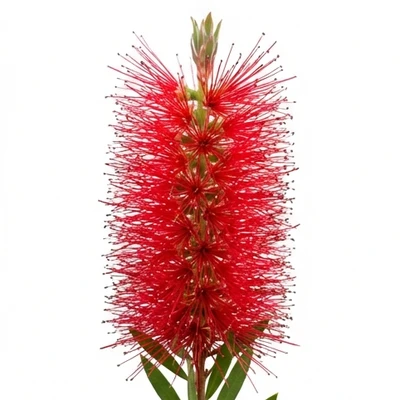 Bottle Brush