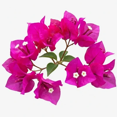 Bougainvillea
