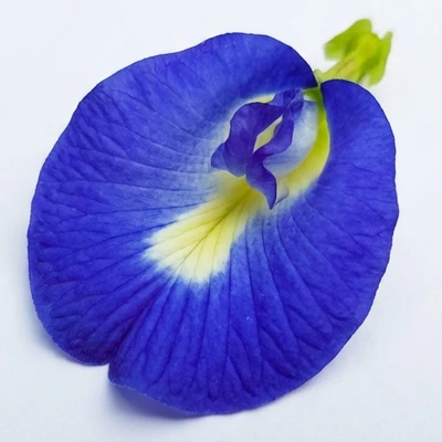 Butterfly Pea