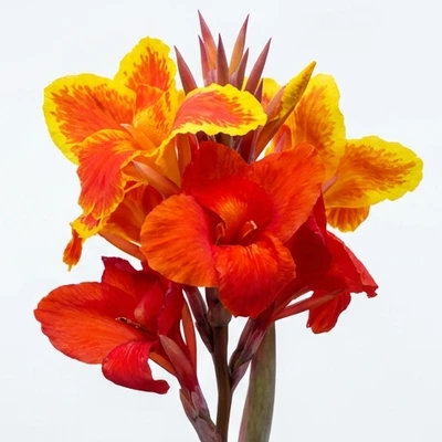 Canna Lily