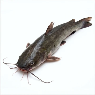 Catfish
