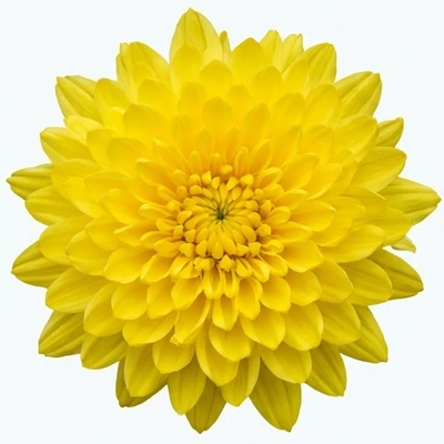 Chrysanthemum