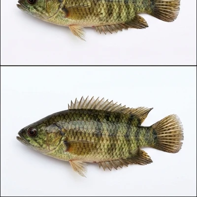 Climbing Perch