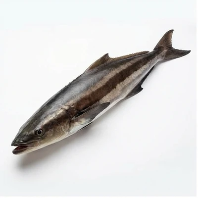 Cobia