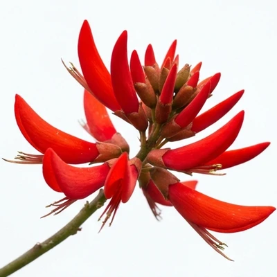 Indian Coral Tree