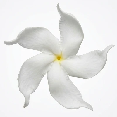 Crape Jasmine
