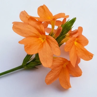 Crossandra