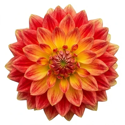 Dahlia
