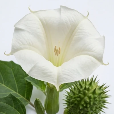 Datura