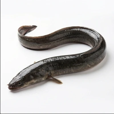 Eel