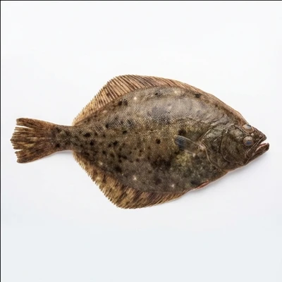 Flounder