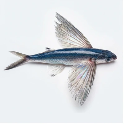 Flying Fish