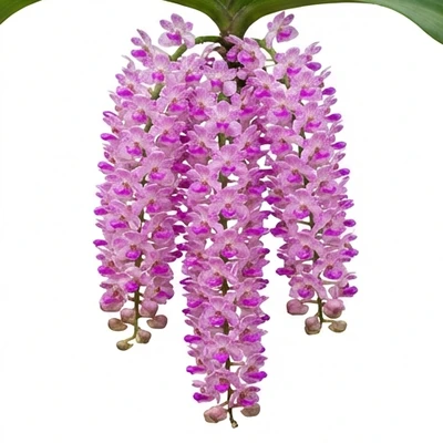 Foxtail Orchid