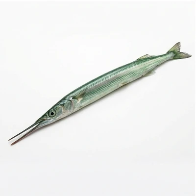 Garfish