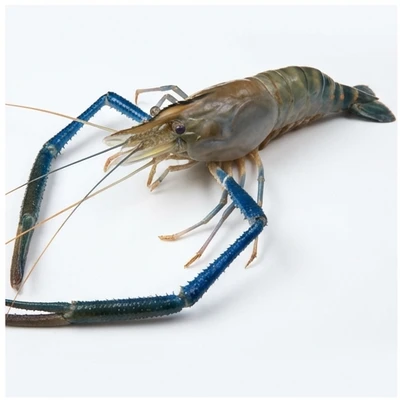 Giant Freshwater Prawn