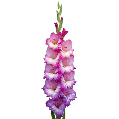 Gladiolus