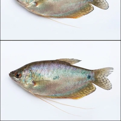 Gourami