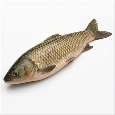 Grass Carp