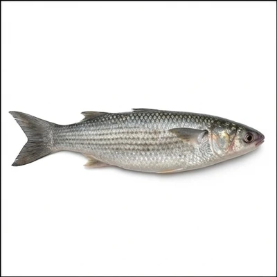 Grey Mullet