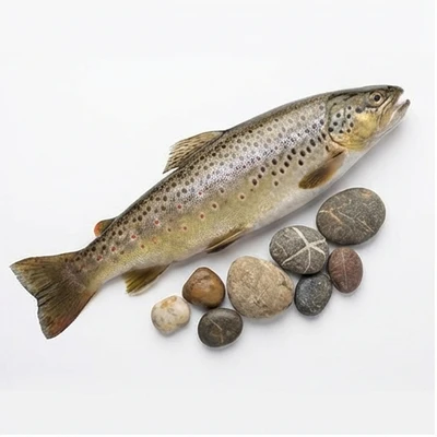 Himalayan Trout