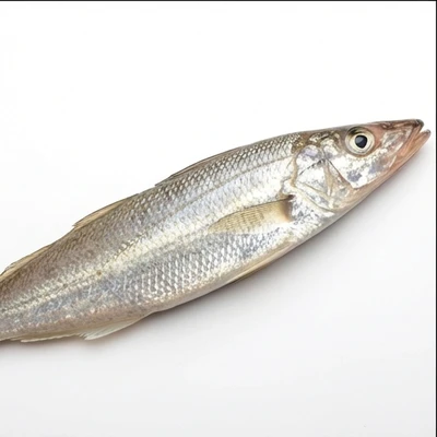 Indian Whiting