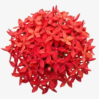Ixora