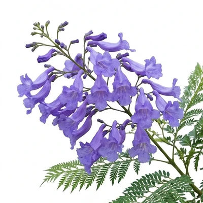 Jacaranda