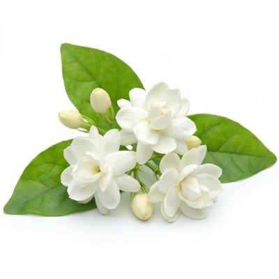 Jasmine