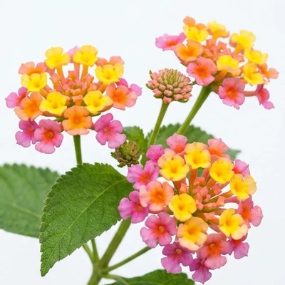 Lantana