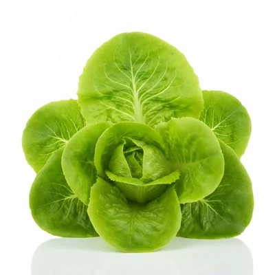 Lettuce