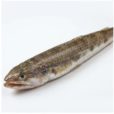 Lizardfish
