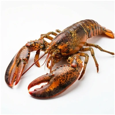 Lobster