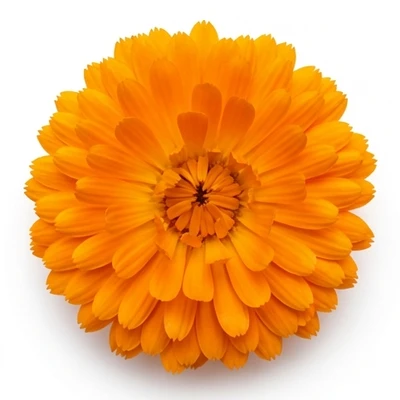 Marigold