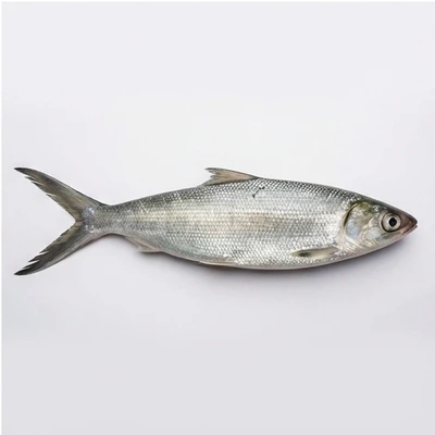 Milkfish