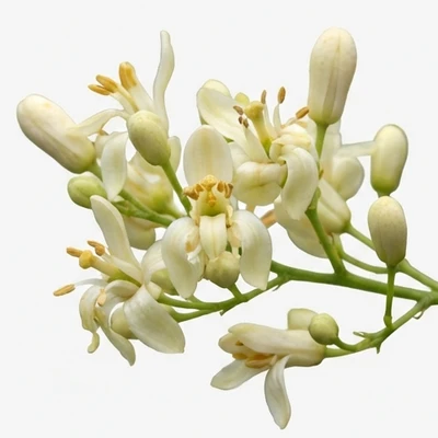 Moringa Flower