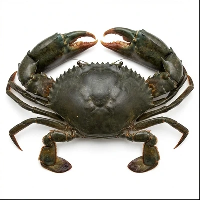 Mud Crab