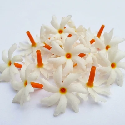 Night-flowering Jasmine