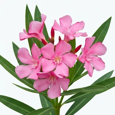 Oleander