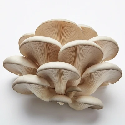Oyster Mushroom
