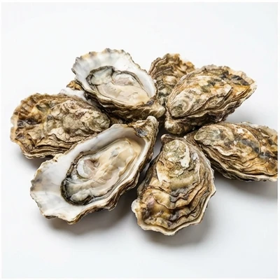 Oyster