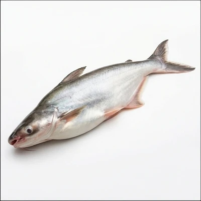 Pangasius