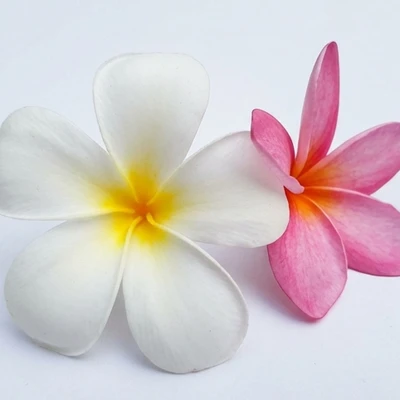 Plumeria