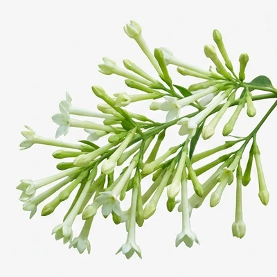 Night Blooming Jasmine