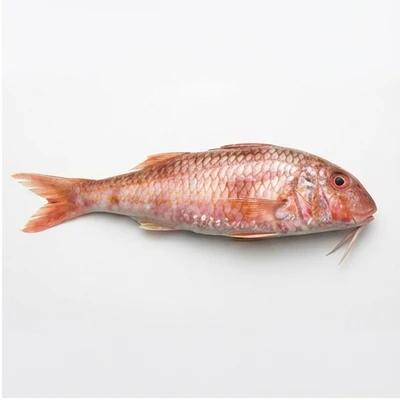 Red Mullet