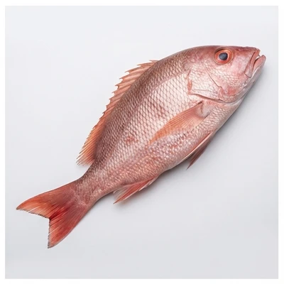 Red Snapper
