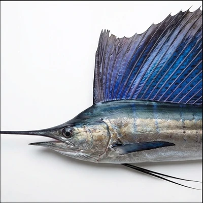 Sailfish